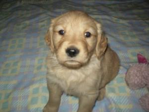 AKCGoldenRetPuppies